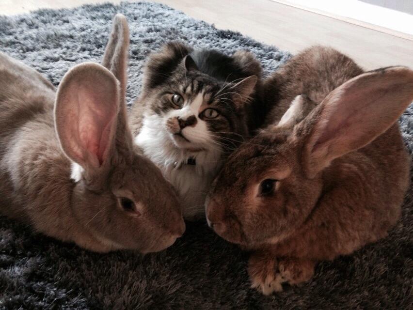 BEST OF PALS: From left, Belle the giant continental rabbit, Barney the cat and Alan the giant continental rabbit