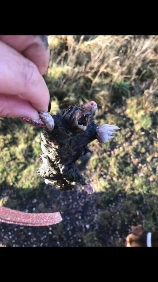 A dead mole on the Baileys Field site