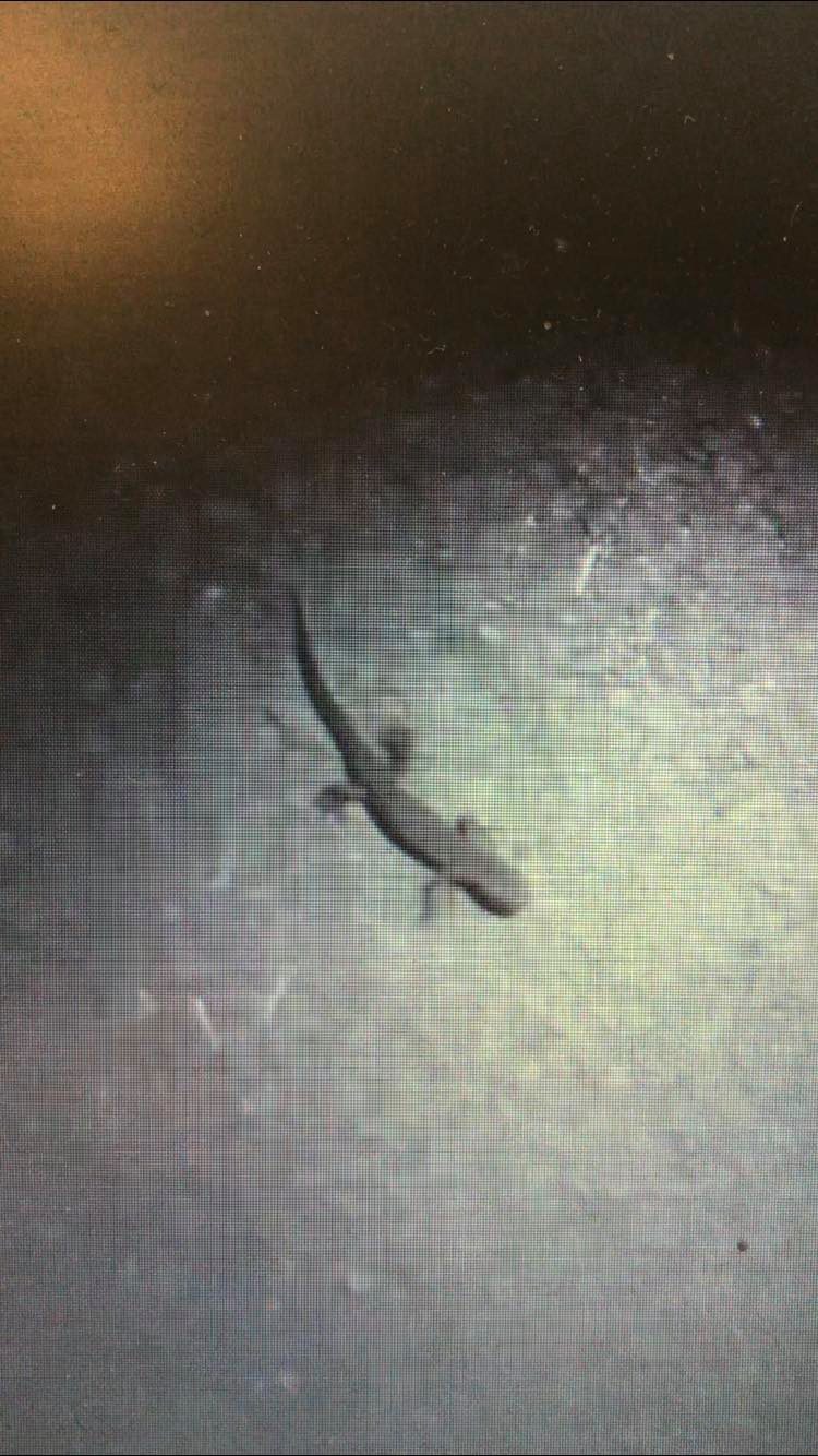 A newt on Baileys Field - one of many species of wildlife living on the site, which developers want to build on