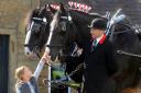 The Thwaites Shire Horses will be at the Ranken Arms on Saturday
