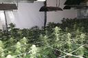 Man arrested as large cannabis farm discovered inside home