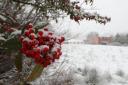 Snow blankets berries on a bush in Hollow Meadows, near Sheffield. PA Photo. Picture date: Friday January 8, 2021. Forecasters predict that the cold spell affecting much of the UK is due to continue, with temperatures expected to remain slightly below ave