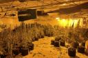 The cannabis cultivation police found above some shops in Burnley. Photo credit: Burnley police / Facebook