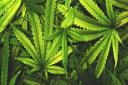 Cannabis: The plants were discovered at a home in Barnoldswick