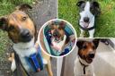 These four-legged friends are in need of a forever home, have a look at their profiles at the RSPCA Lancashire East branch (RSPCA)