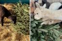 Alpacas at Lowlands Farm in Blackpool eat donated Christmas trees