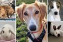 Can you rehome one of these animals? (RSPCA/Canva)