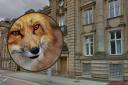 Blackburn Magistrates Court and a fox, inset