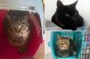 The cats were all found abandoned in carriers