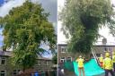 The tree in St Anne's Crescent, Waterfoot (L). Fire service rescuing Kirsty's cat trapped in the tree last month (R)