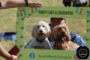 Party like a Cockapoo event last Saturday in Oswaldtwistle