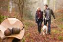 Pet owners are being urged to keep their dogs away from toxic plants this autumn including conkers, acorns and more
