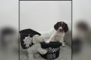 Oakley, an eight-week-old Cocker Spaniel, will be trained to be a police dog