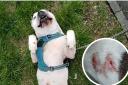 Ty, a Staffordshire Bull Terrier/American Bulldog, was attacked by another dog