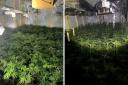Police found a large cannabis farm in Bacup