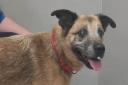 Holly, a blind 14-year-old lurcher/ Labrador cross, was dumped on the streets