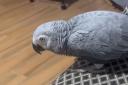 The owner of a missing parrot has urged anyone who may have seen get in touch.