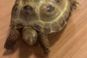 Regee a two-year-old Russian Horsefield Tortoise, is a beloved resident of Anchor’s Eric Morecambe House care home