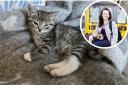 Malia Violet Beaumont and mum Naiomi  Beaumont Swindlehurst (inset) are trying to raise £4,000 to save Ulla the kitten