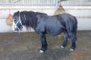 Tiny the horse had to be put to sleep due to its leg injury (Image: RSPCA)