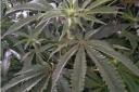 150 cannabis plants were seized