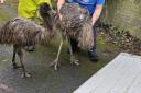 Two emus were rescued after wandering the streets of Rossendale