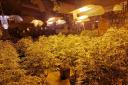 Police in Nelson discovered this cannabis farm at the old ambulance station
