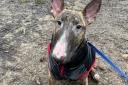 Maggie the English Bull Terrier died after being sent home from Blackburn vets