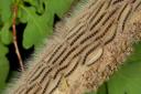 Contact with oak processionary moth caterpillars can cause itchy rashes, eye and throat irritation