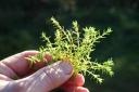 New Zeland Pygmy Weed (13018425)