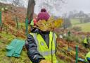 Tree planting in the Ribble Valley's  Swardean Clough 2018. Pic The Ribble Rivers Trust
