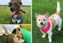 Adorable pets delivered to your door with RSPCA covid-safe rehoming scheme