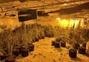 The cannabis cultivation police found above some shops in Burnley. Photo credit: Burnley police / Facebook