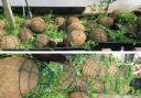 The hanging baskets were destroyed and could not be sold
