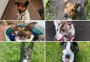 These six dogs need a forever home in Lancashire. (Credit: RSPCA)