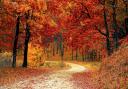It's the first day of autumn (Image by Valiphotos from Pixabay)