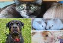 These animals in Lancashire need forever homes (Credit: RSPCA)