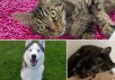 These four-legged friends are in need of a forever home, have a look at their profiles at the RSPCA Southport, Ormskirk and district branch (RSPCA)