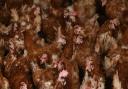 Clitheroe Auction Mart has been forced to cancel some of its poultry, fur and feather sales due to avian Influenza.(Joe Giddens/PA)