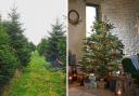 Eight places to buy a real Christmas tree in Lancashire (Dobbies Garden Centres/PA)