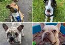 These 4 dogs at the RSPCA in Lancashire are looking for their forever home (RSPCA)
