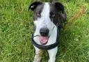 This dog at the RSPCA in Lancashire are looking for his forever home. (RSPCA)