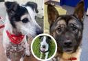 These four-legged friends are in need of a forever home, have a look at their profiles at the RSPCA Lancashire East branch (RSPCA)
