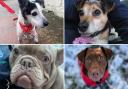 These four-legged friends are in need of a forever home. Credit: Lancashire East branch (RSPCA)