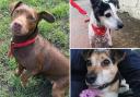 See the dogs looking for a home. (RSPCA)