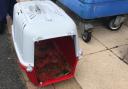 RSPCA’s plea after three dead rabbits dumped in dirty pet carrier in Lancs town
