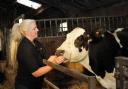 Becki Fielding with one of Pulford Farm's cows.