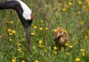 A rare red-crowned crane hatched at WWT Martin Mere. (Photo: Chris Short)