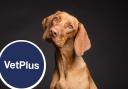 A dog and the VetPlus logo