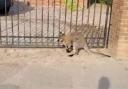 Wallaby spotted in Hesketh Bank